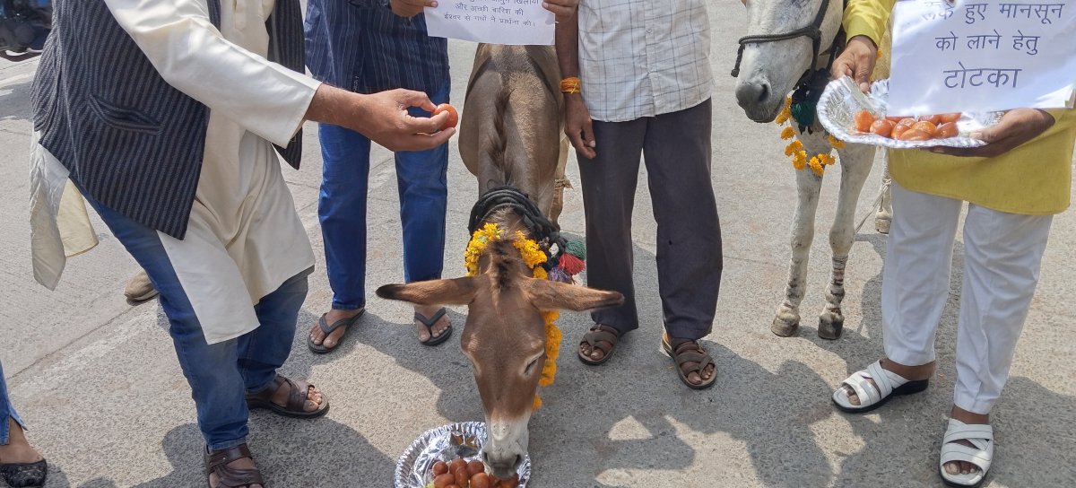 भोपाल में बारिश के लिए गधों को खिलाई गुलाब जामुन; रूठे इंद्रदेव को मनाने की अनोखी लोक परंपरा