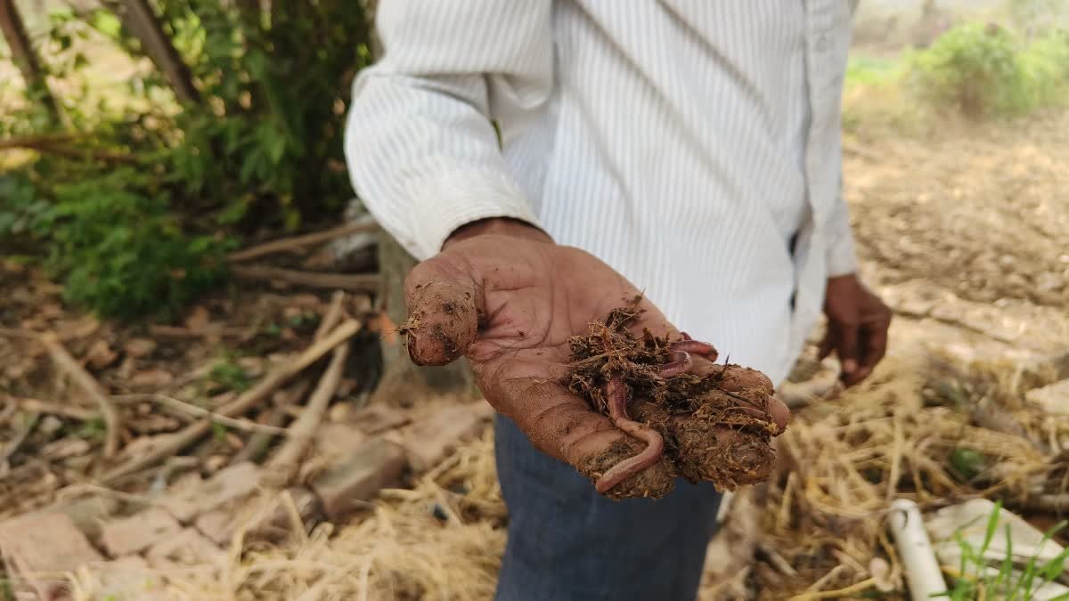 बरसात के मौसम में वर्मी कंपोस्ट खाद खराब होने से बचाएं; सीधी के किसानों ने बताए सफल उपाय