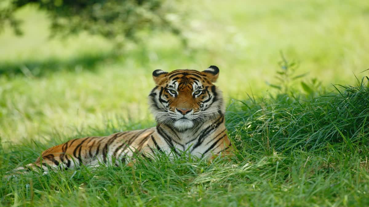 कान्हा टाइगर रिजर्व में 29 जुलाई की भव्य तैयारियां; स्कूलों और चौपालों में रैलियां व फिल्में जारी