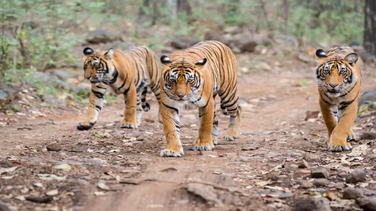 पन्ना और बांधवगढ़ में तेजी से बढ़ रहे हैं बाघ, महिलाओं की भागीदारी और स्थानीय सहयोग से बचाए जा रहे हैं जंगल