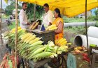 4 लाख हेक्टेयर में मक्का और विदेश तक सप्लाई! छिंदवाड़ा में ₹40 का भुट्टा बना रहा लखपति