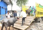 नहीं माने डेयरी संचालक तो जब्त होंगे मवेशी, सील होंगे परिसर; कलेक्टर के कड़े निर्देश