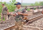 पन्ना के घने जंगलों में बाघ और तेंदुए की मौत, NTCA प्रोटोकॉल के तहत पोस्टमार्टम और जांच शुरू