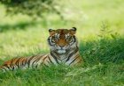 कान्हा टाइगर रिजर्व में 29 जुलाई की भव्य तैयारियां; स्कूलों और चौपालों में रैलियां व फिल्में जारी