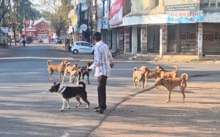 जबलपुर के इन इलाकों में कुत्तों का सबसे ज्यादा खौफ; निगम ने बढ़ाई पिंजरों की संख्या, जानें क्या है नई योजना