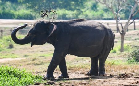बांधवगढ़ में हाथियों की रियल टाइम ट्रैकिंग के लिए दक्षिण अफ्रीका से मंगाए जा रहे हाई-टेक रेडियो कॉलर