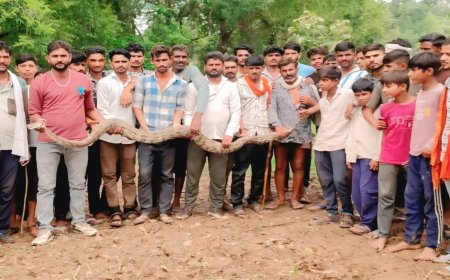 छतरपुर के गांव में घुसा 15 फीट लंबा विशालकाय अजगर; 2 घंटे तक मची अफरा-तफरी, रेस्क्यू के बाद छोड़ा जंगल में