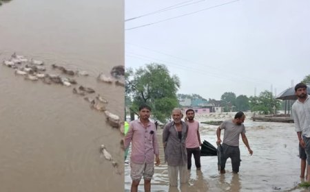 उफनती नर्मदा में गोवंश को हांकने का वीडियो वायरल; पशु क्रूरता पर भड़के लोग, कार्रवाई की मांग