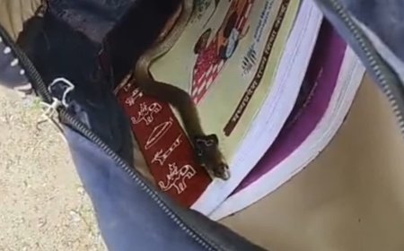 सागर में स्कूल बैग खोलते ही फुफकारी नागिन; पहली क्लास के बच्चे के उड़े होश, शिक्षकों ने बोतल में भरा