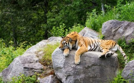 क्या मध्य प्रदेश के जंगलों में सुरक्षित नहीं हैं बाघ? सिवनी में एक और बाघ की संदिग्ध मौत