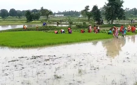 सीधी जिले के किसानों के लिए कृषि विभाग की सलाह, खरीफ फसलों में जल निकासी और प्रबंधन पर जोर