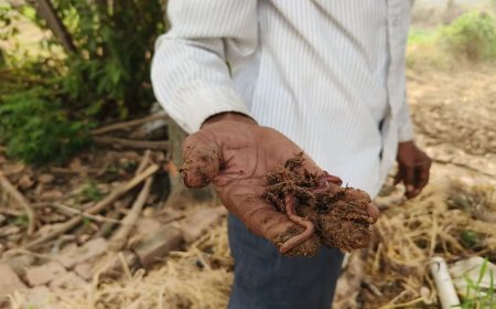 बरसात के मौसम में वर्मी कंपोस्ट खाद खराब होने से बचाएं; सीधी के किसानों ने बताए सफल उपाय