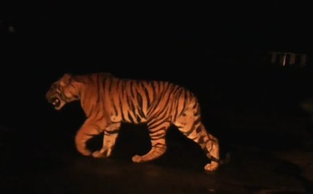 कान्हा टाइगर रिजर्व में मनाया गया बाघ संरक्षण पखवाड़ा, वन्यजीवों के प्रति लोगों को किया गया जागरूक