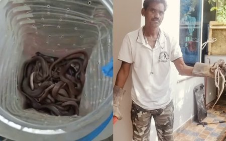 मंदसौर में एक कुएं से निकले 20 कोबरा के बच्चे; पानी का टैंकर मंगाकर किया गया सफल रेस्क्यू
