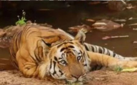 कान्हा टाइगर रिजर्व में सीडीवी वायरस का खतरा? कोर्ट ने मांगा सभी टाइगर रिजर्व का वैक्सीनेशन डेटा