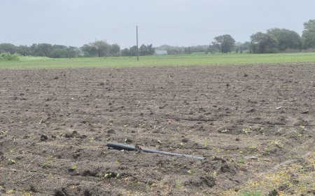 रतलाम में सोयाबीन की खेती को लेकर किसान परेशान; अनियमित बारिश से उत्पादन प्रभावित होने का खतरा