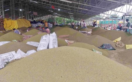 समर्थन मूल्य से बहुत कम दाम पर बिक रही मूंग; 25% खरीदी की सीमा से किसान परेशान