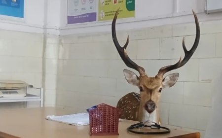 कुत्तों के डर से अस्पताल में घुसा चीतल! डॉक्टर के रूम में मची अफरा-तफरी; वन विभाग ने किया रेस्क्यू