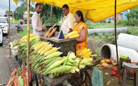 4 लाख हेक्टेयर में मक्का और विदेश तक सप्लाई! छिंदवाड़ा में ₹40 का भुट्टा बना रहा लखपति