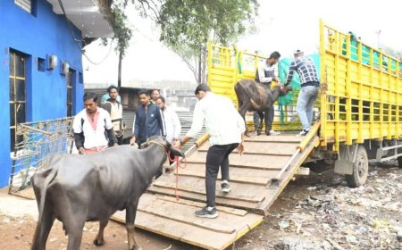 नहीं माने डेयरी संचालक तो जब्त होंगे मवेशी, सील होंगे परिसर; कलेक्टर के कड़े निर्देश