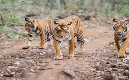 पन्ना और बांधवगढ़ में तेजी से बढ़ रहे हैं बाघ, महिलाओं की भागीदारी और स्थानीय सहयोग से बचाए जा रहे हैं जंगल