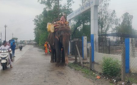 शराब के नशे में हाथी से पंगा लेना युवकों को पड़ा महंगा; अस्पताल में जारी है इलाज