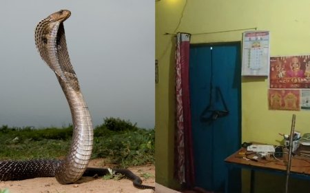 घर की कुंडी पर लिपटा था जहरीला कोबरा; स्नैक कैचर की मदद से मिली परिवार को राहत