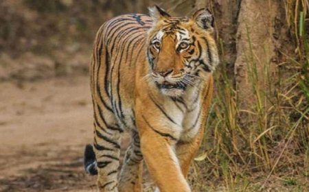 सरभंगा जंगल में बाघ की हत्या; शव से गायब मिले नाखून और हड्डियां, तस्करी के बड़े नेटवर्क का शक
