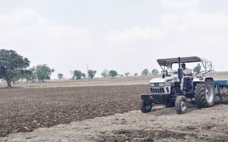 मालवा में सोयाबीन से बढ़ा किसानों का मोहभंग; मक्का और कपास की ओर बढ़ा रुझान, जानें कारण