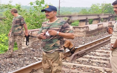 पन्ना के घने जंगलों में बाघ और तेंदुए की मौत, NTCA प्रोटोकॉल के तहत पोस्टमार्टम और जांच शुरू