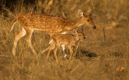 चीतल को केला खिलाना पड़ा महंगा; वीडियो वायरल होने के बाद वन विभाग ने युवक को किया गिरफ्तार