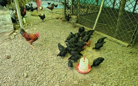 जबलपुर यूनिवर्सिटी की तैयार 'नर्मदा निधि' नस्ल से बैकयार्ड पोल्ट्री में बंपर कमाई, जानें खासियत