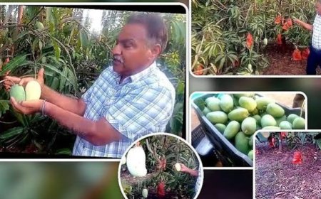 बंजर जमीन बनी सोना! 'अल्ट्रा हाई डेंसिटी' और 'बैगिंग' तकनीक से उगाए विश्वप्रसिद्ध केसर आम