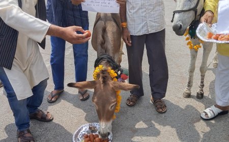 भोपाल में बारिश के लिए गधों को खिलाई गुलाब जामुन; रूठे इंद्रदेव को मनाने की अनोखी लोक परंपरा