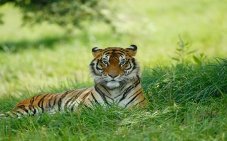 कान्हा टाइगर रिजर्व में 29 जुलाई की भव्य तैयारियां; स्कूलों और चौपालों में रैलियां व फिल्में जारी
