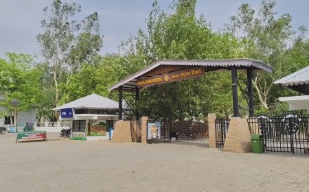 पर्यटकों की पहली पसंद बना पन्ना टाइगर रिजर्व; 100 से अधिक बाघों के दीदार को उमड़े देशी-विदेशी सैलानी