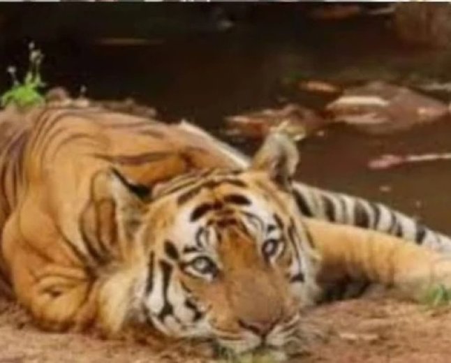 कान्हा टाइगर रिजर्व में सीडीवी वायरस का खतरा? कोर्ट ने मांगा सभी टाइगर रिजर्व का वैक्सीनेशन डेटा