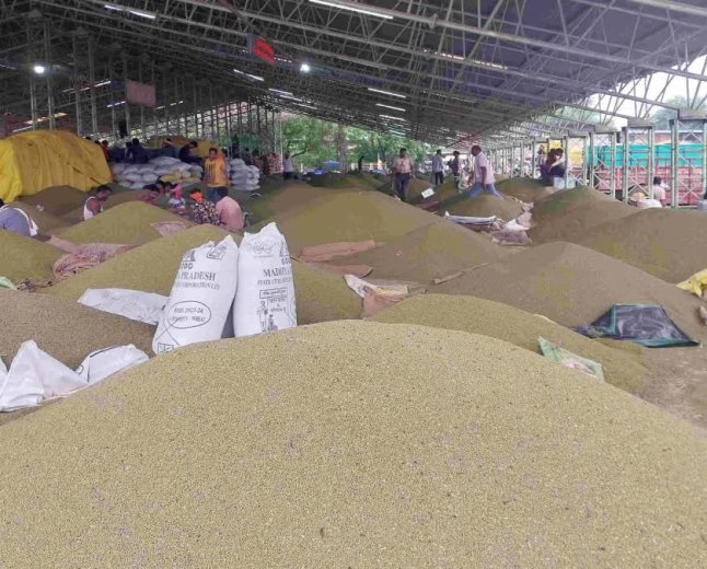 समर्थन मूल्य से बहुत कम दाम पर बिक रही मूंग; 25% खरीदी की सीमा से किसान परेशान