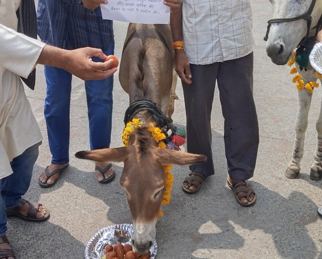 भोपाल में बारिश के लिए गधों को खिलाई गुलाब जामुन; रूठे इंद्रदेव को मनाने की अनोखी लोक परंपरा