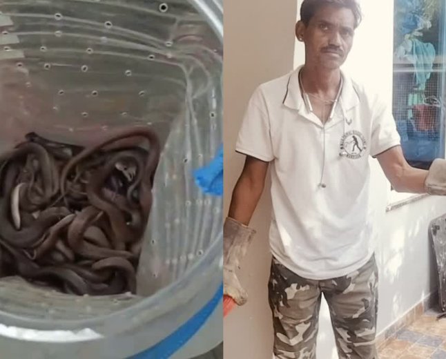 मंदसौर में एक कुएं से निकले 20 कोबरा के बच्चे; पानी का टैंकर मंगाकर किया गया सफल रेस्क्यू