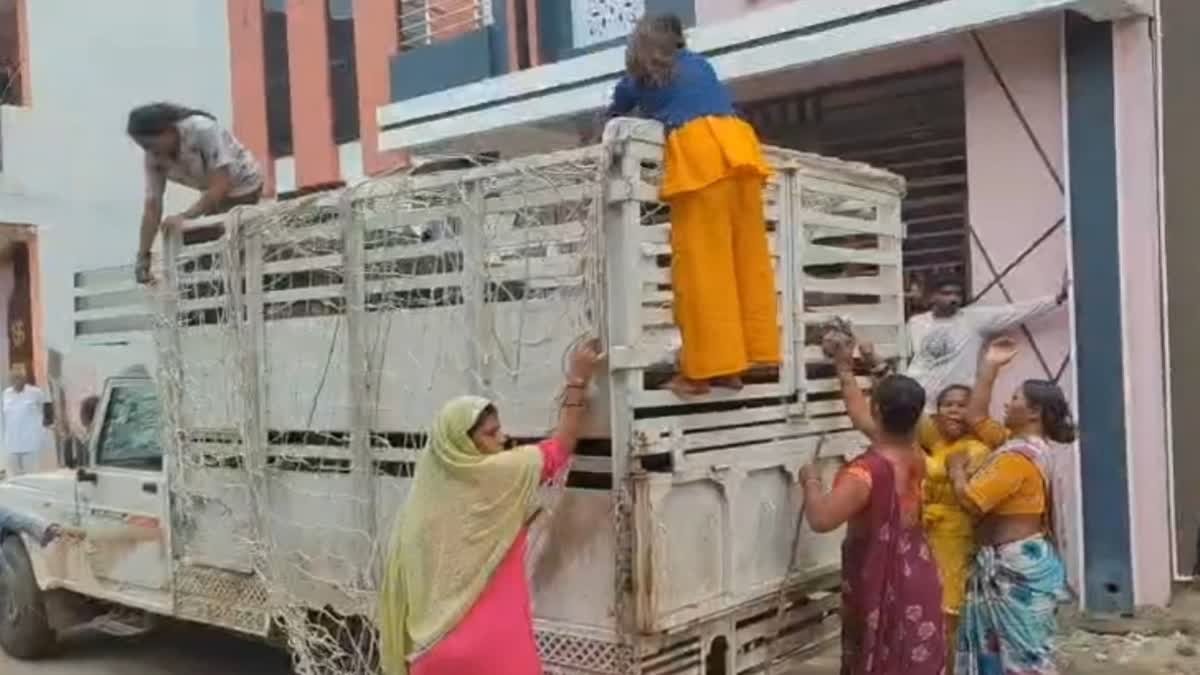 हरदा में सूअरों के आतंक से परेशान लोग, नगरपालिका की टीम पर सूअर पालकों ने किया लाठी-डंडों से हमला