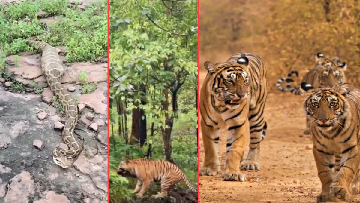पन्ना में विशालकाय अजगर ने लोमड़ी को बनाया निवाला, शाहनगर रेंज का वीडियो हुआ वायरल