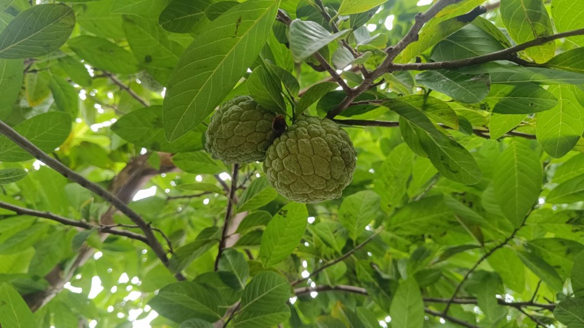 स्वादिष्ट होने के साथ ही औषधीय गुणों से भरपूर है सीताफल, डॉक्टर ने बताए इसके सेवन के चमत्कारी फायदे