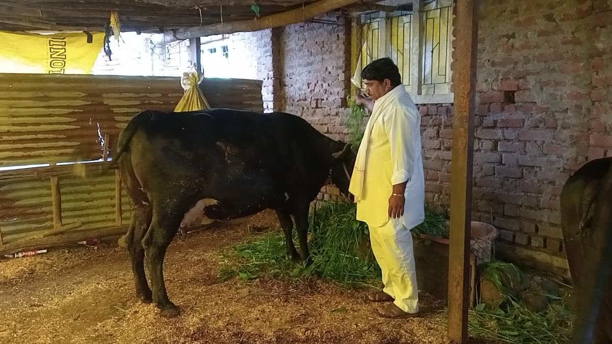 'दूध वाला गांव' के नाम से मशहूर हुआ बालापाट, पढ़े-लिखे युवाओं ने पशुपालन को बनाया स्वरोजगार का जरिया