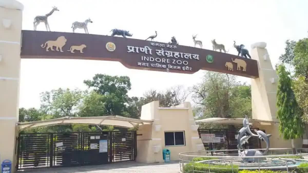 देश के बाकी चिड़ियाघरों से क्यों अलग है इंदौर जू? 169 प्रजातियों के वन्य जीवों का बना बड़ा ब्रीडिंग सेंटर