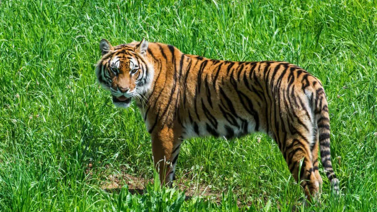 हाईकोर्ट में बांधवगढ़ वन भूमि पर खेती के मामले की सुनवाई, याचिकाकर्ता ने स्टेटस रिपोर्ट पर जताई आपत्ति
