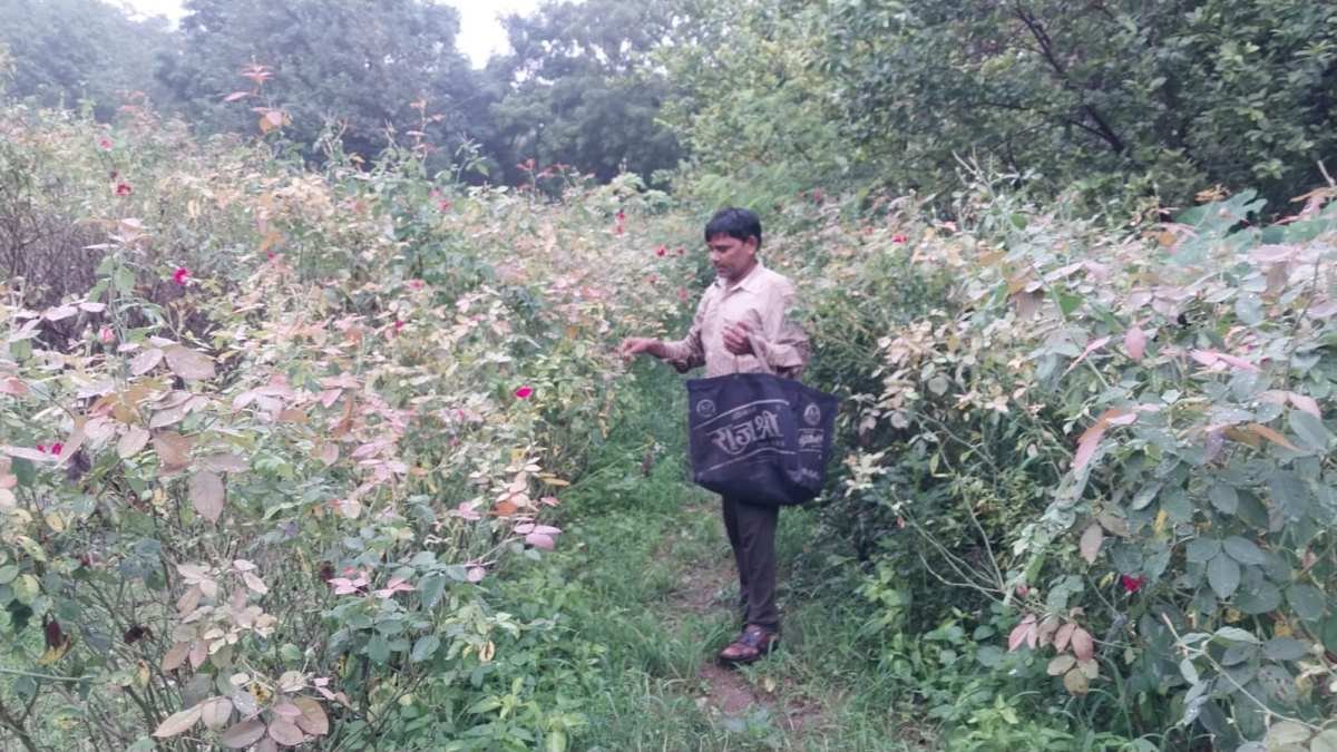 मध्य प्रदेश के गुना में किसानों का कमाल, पारंपरिक खेती छोड़ गुलाब उगाकर कमा रहे हैं बंपर मुनाफा
