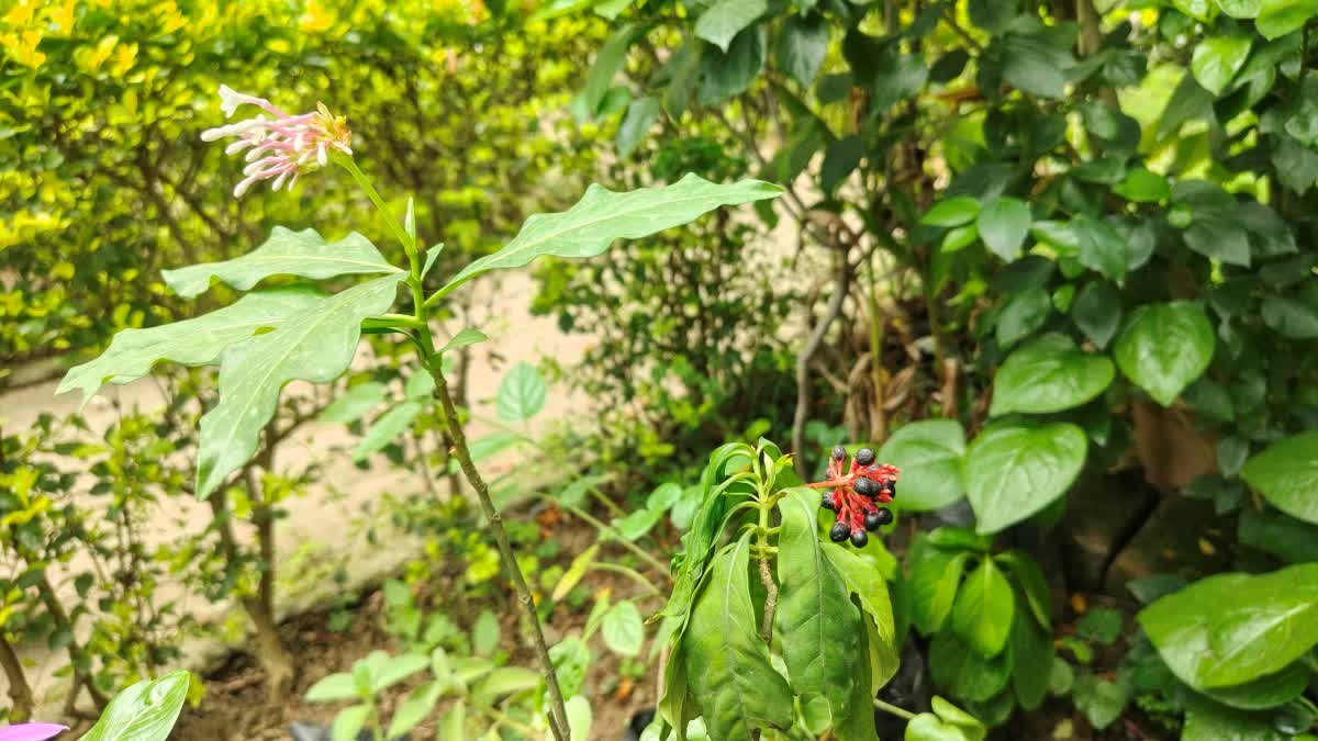 औषधीय गुणों से भरपूर सर्पगंधा की खेती, जानिए इसके फायदे और कमाई का पूरा गणित
