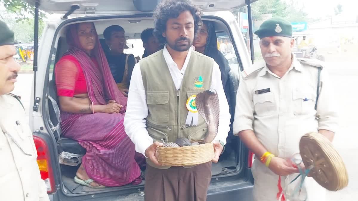 नागपंचमी पर वन विभाग की बड़ी कार्रवाई, सपेरों के कब्जे से 5 फीट के कोबरा समेत 8 खतरनाक सांप बरामद