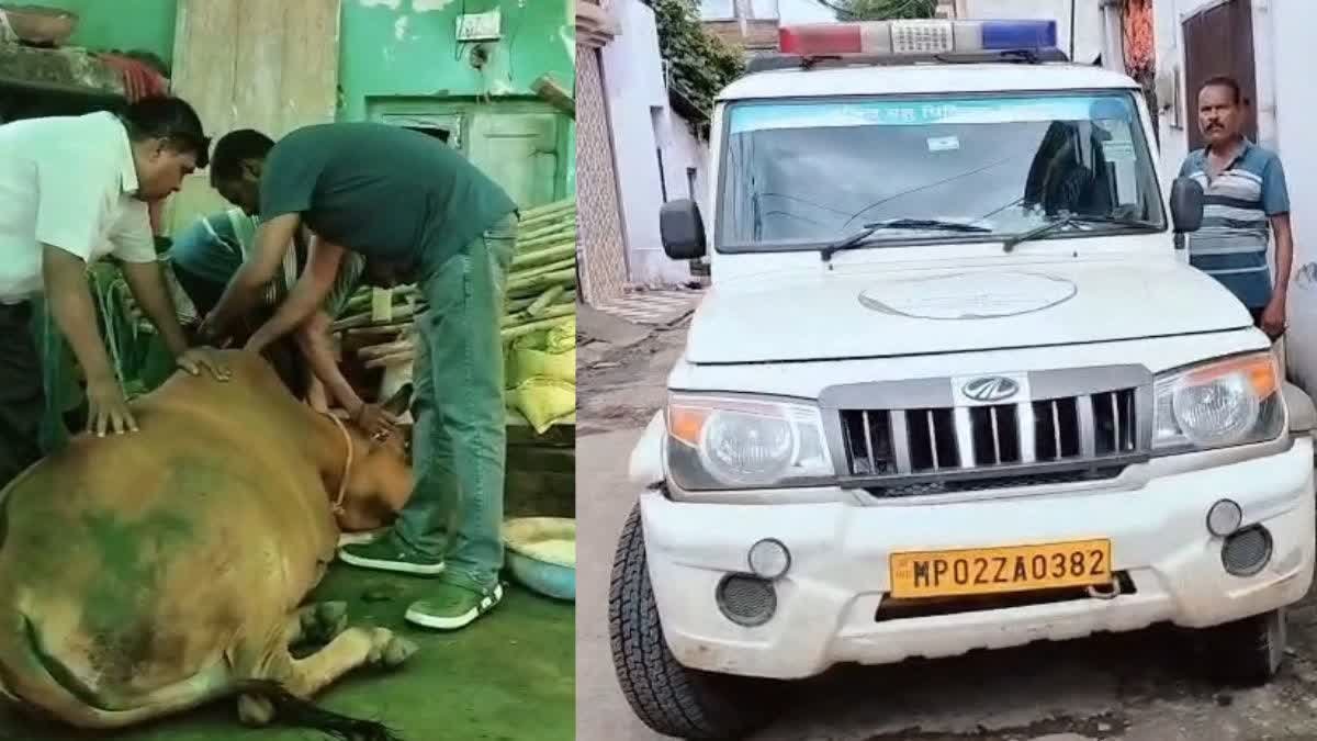 सरकार की चलित पशु चिकित्सालय योजना से बची हजारों पशुओं की जान, जानिए कैसे उठाएं लाभ